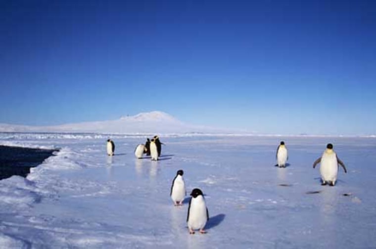 Emperor and Adelie Penguins Near Mount Erebus